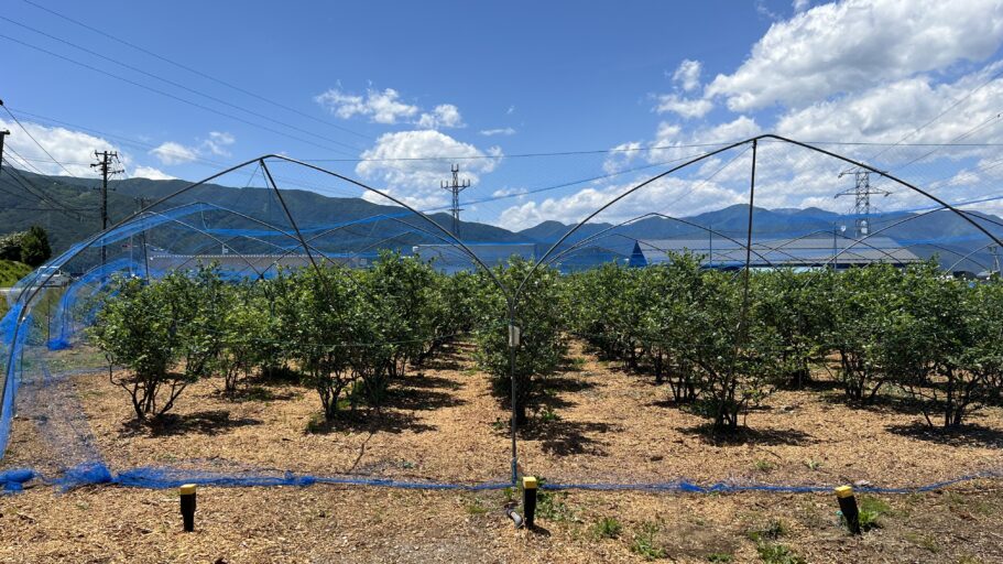 信州山形村ブルーベリー農園　唐沢園